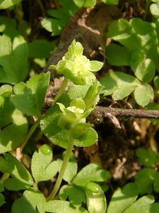 Adoxa moschatellina (Viburnaceae)  - Muscatelle, Adoxe musquée - Moschatel Aisne [France] 30/03/2003 - 160m