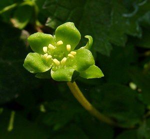 Adoxa moschatellina (Viburnaceae)  - Muscatelle, Adoxe musquée - Moschatel Aisne [France] 30/03/2003 - 160m