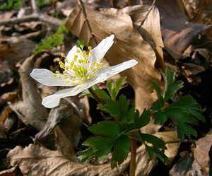Anemone nemorosa (Ranunculaceae)  - Anémone des bois, Anémone sylvie - Wood Anemone Pas-de-Calais [France] 23/03/2003 - 150m