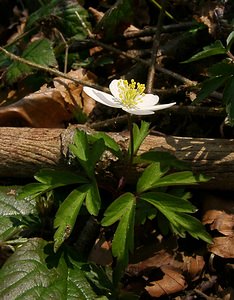 Anemone nemorosa (Ranunculaceae)  - Anémone des bois, Anémone sylvie - Wood Anemone Pas-de-Calais [France] 23/03/2003 - 150m