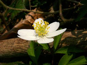 Anemone nemorosa (Ranunculaceae)  - Anémone des bois, Anémone sylvie - Wood Anemone Pas-de-Calais [France] 23/03/2003 - 150m