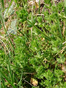 Cruciata laevipes (Rubiaceae)  - Croisette commune, Gaillet croisette - Crosswort Aisne [France] 30/03/2003 - 160m