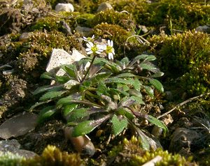 Draba verna (Brassicaceae)  - Drave printanière, Drave de printemps, Érophile printanière - Hairy Whitlowgrass Somme [France] 09/03/2003 - 60m