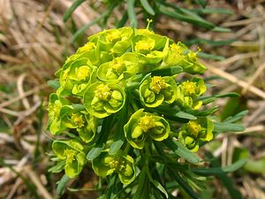 Euphorbia cyparissias (Euphorbiaceae)  - Euphorbe petit-cyprès, Euphorbe faux cyprès, Petite ésule - Cypress Spurge Aisne [France] 30/03/2003 - 140m