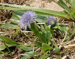 Globularia bisnagarica (Plantaginaceae)  - Globulaire ponctuée, Globulaire de Willkomm, Globulaire de Bisnagar Aisne [France] 30/03/2003 - 140m