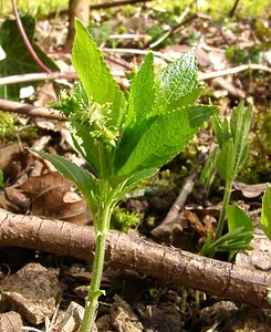 Mercurialis perennis (Euphorbiaceae)  - Mercuriale vivace, Mercuriale des montagnes, Mercuriale pérenne - Dog's Mercury Oise [France] 09/03/2003 - 140m