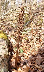 Neottia nidus-avis (Orchidaceae)  - Néottie nid-d'oiseau, Herbe aux vers - Bird's-nest Orchid Oise [France] 09/03/2003 - 140m