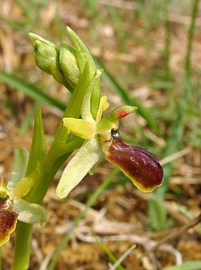 Ophrys araneola sensu auct. plur. Ophrys litigieux