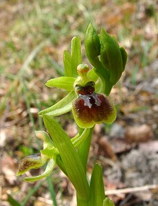 Ophrys araneola sensu auct. plur. (Orchidaceae)  - Ophrys litigieux Aisne [France] 30/03/2003 - 180m