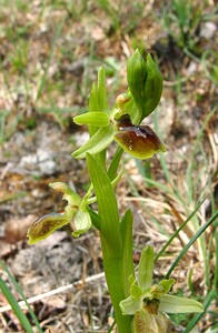 Ophrys araneola sensu auct. plur. (Orchidaceae)  - Ophrys litigieux Aisne [France] 30/03/2003 - 180m