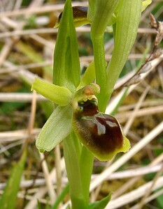 Ophrys araneola sensu auct. plur. (Orchidaceae)  - Ophrys litigieux Aisne [France] 30/03/2003 - 140m