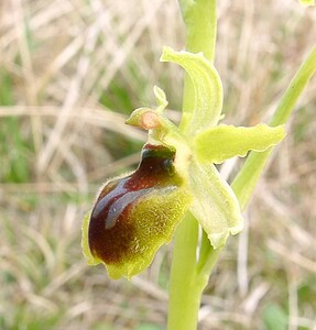 Ophrys araneola sensu auct. plur. (Orchidaceae)  - Ophrys litigieux Aisne [France] 30/03/2003 - 140m