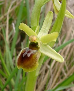 Ophrys araneola sensu auct. plur. (Orchidaceae)  - Ophrys litigieux Aisne [France] 30/03/2003 - 140m