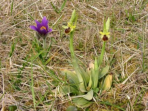 Ophrys araneola sensu auct. plur. (Orchidaceae)  - Ophrys litigieux Aisne [France] 30/03/2003 - 140m