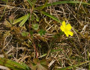 Potentilla reptans (Rosaceae)  - Potentille rampante, Quintefeuille - Creeping Cinquefoil Aisne [France] 30/03/2003 - 140m