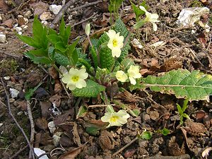 Primula vulgaris (Primulaceae)  - Primevère commune, Primevère acaule, Primevère à grandes fleurs - Primrose Pas-de-Calais [France] 23/03/2003 - 150m