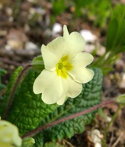 Primula vulgaris (Primulaceae)  - Primevère commune, Primevère acaule, Primevère à grandes fleurs - Primrose Pas-de-Calais [France] 23/03/2003 - 150m