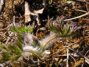 Pulsatilla vulgaris (Ranunculaceae)  - Pulsatille commune, Anémone pulsatille - Pasqueflower Aisne [France] 16/03/2003 - 180m