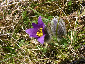 Pulsatilla vulgaris (Ranunculaceae)  - Pulsatille commune, Anémone pulsatille - Pasqueflower Aisne [France] 16/03/2003 - 140m