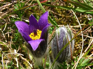 Pulsatilla vulgaris (Ranunculaceae)  - Pulsatille commune, Anémone pulsatille - Pasqueflower Aisne [France] 16/03/2003 - 140m