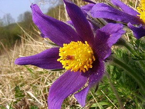 Pulsatilla vulgaris (Ranunculaceae)  - Pulsatille commune, Anémone pulsatille - Pasqueflower Aisne [France] 30/03/2003 - 160m