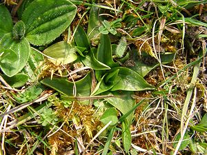 Spiranthes spiralis (Orchidaceae)  - Spiranthe d'automne, Spiranthe spiralée - Autumn Lady's-tresses Pas-de-Calais [France] 30/03/2003 - 80m