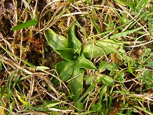 Spiranthes spiralis (Orchidaceae)  - Spiranthe d'automne, Spiranthe spiralée - Autumn Lady's-tresses Pas-de-Calais [France] 30/03/2003 - 80m