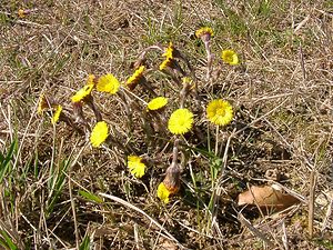 Tussilago farfara (Asteraceae)  - Tussilage pas-d'âne, Tussilage, Pas-d'âne, Herbe de Saint-Quirin - Colt's-foot Aisne [France] 16/03/2003 - 170m