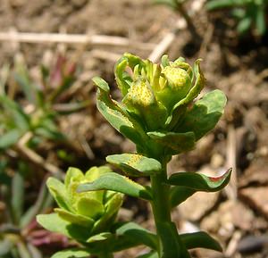 Uromyces pisi (Pucciniaceae)  Aisne [France] 16/03/2003 - 140msur son h?te classique, Euphorbia cyparissias