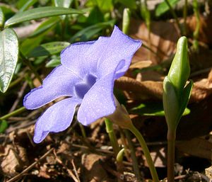 Vinca minor (Apocynaceae)  - Pervenche mineure, Petite pervenche, Violette de serpent, Pervenche humble - Lesser Periwinkle [plant] Oise [France] 09/03/2003 - 140m