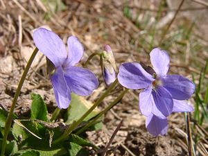 Viola hirta (Violaceae)  - Violette hérissée - Hairy Violet Aisne [France] 16/03/2003 - 170m