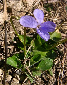 Viola hirta (Violaceae)  - Violette hérissée - Hairy Violet Aisne [France] 16/03/2003 - 170m