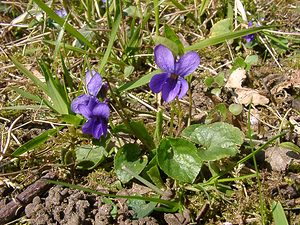 Viola hirta (Violaceae)  - Violette hérissée - Hairy Violet Aisne [France] 16/03/2003 - 140m