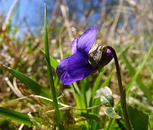 Viola hirta (Violaceae)  - Violette hérissée - Hairy Violet Aisne [France] 16/03/2003 - 140m