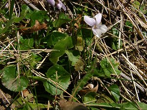 Viola hirta (Violaceae)  - Violette hérissée - Hairy Violet Aisne [France] 16/03/2003 - 140m