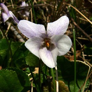 Viola hirta (Violaceae)  - Violette hérissée - Hairy Violet Aisne [France] 16/03/2003 - 140m