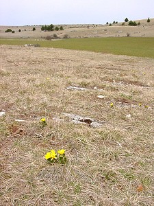 Adonis vernalis (Ranunculaceae)  - Adonis de printemps Lozere [France] 15/04/2003 - 940m