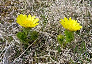 Adonis vernalis (Ranunculaceae)  - Adonis de printemps Lozere [France] 15/04/2003 - 940m