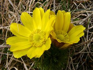 Adonis vernalis (Ranunculaceae)  - Adonis de printemps Lozere [France] 15/04/2003 - 940m