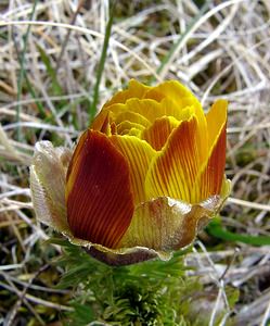 Adonis vernalis (Ranunculaceae)  - Adonis de printemps Lozere [France] 15/04/2003 - 940m