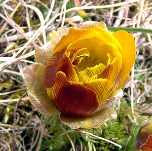 Adonis vernalis (Ranunculaceae)  - Adonis de printemps Lozere [France] 15/04/2003 - 940m