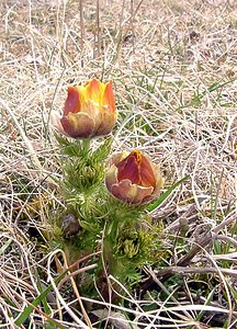 Adonis vernalis (Ranunculaceae)  - Adonis de printemps Lozere [France] 15/04/2003 - 940m