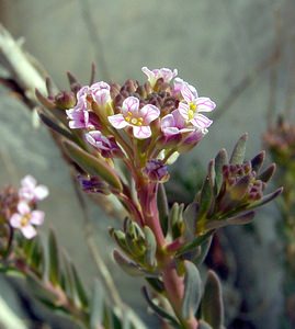 Aethionema saxatile (Brassicaceae)  - Éthionéme des rochers - Burnt Candytuft Gard [France] 16/04/2003 - 640m