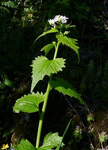 Alliaria petiolata (Brassicaceae)  - Alliaire, Herbe aux aulx, Alliaire pétiolée, Alliaire officinale - Garlic Mustard Gard [France] 22/04/2003 - 610m