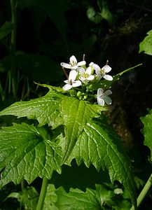 Alliaria petiolata (Brassicaceae)  - Alliaire, Herbe aux aulx, Alliaire pétiolée, Alliaire officinale - Garlic Mustard Gard [France] 22/04/2003 - 610m