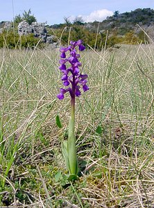 Anacamptis morio (Orchidaceae)  - Anacamptide bouffon, Orchis bouffon Herault [France] 22/04/2003 - 740m