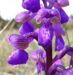 Anacamptis morio (Orchidaceae)  - Anacamptide bouffon, Orchis bouffon Herault [France] 22/04/2003 - 740m