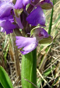 Anacamptis morio (Orchidaceae)  - Anacamptide bouffon, Orchis bouffon Herault [France] 22/04/2003 - 740m