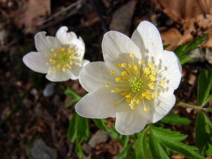 Anemone nemorosa (Ranunculaceae)  - Anémone des bois, Anémone sylvie - Wood Anemone Lozere [France] 23/04/2003 - 1450m