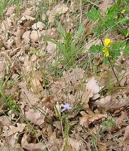 Aphyllanthes monspeliensis (Asparagaceae)  - Aphyllanthe de Montpellier, oeillet bleu de Montpellier, Jonciole, Bragalou Herault [France] 17/04/2003 - 280m